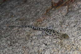 Image of Granite Night Lizard