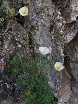 Image of Papaver popovii Siplivinskii