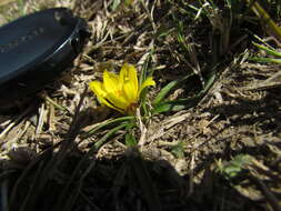 صورة Zephyranthes filifolia Herb. ex Kraenzl.