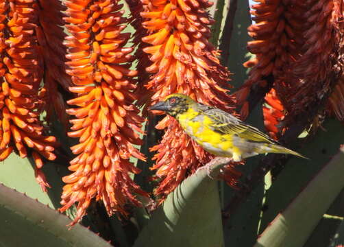 Image of Village Weaver