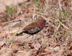 Hypargos margaritatus (Strickland 1844) resmi