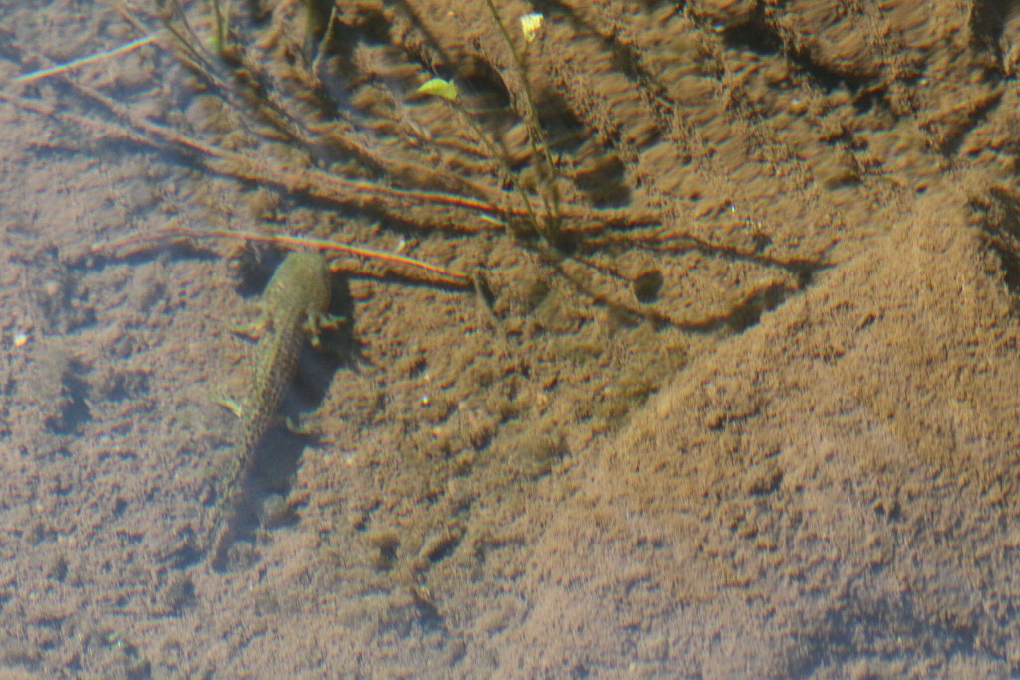 Image of Tarahumara Salamander