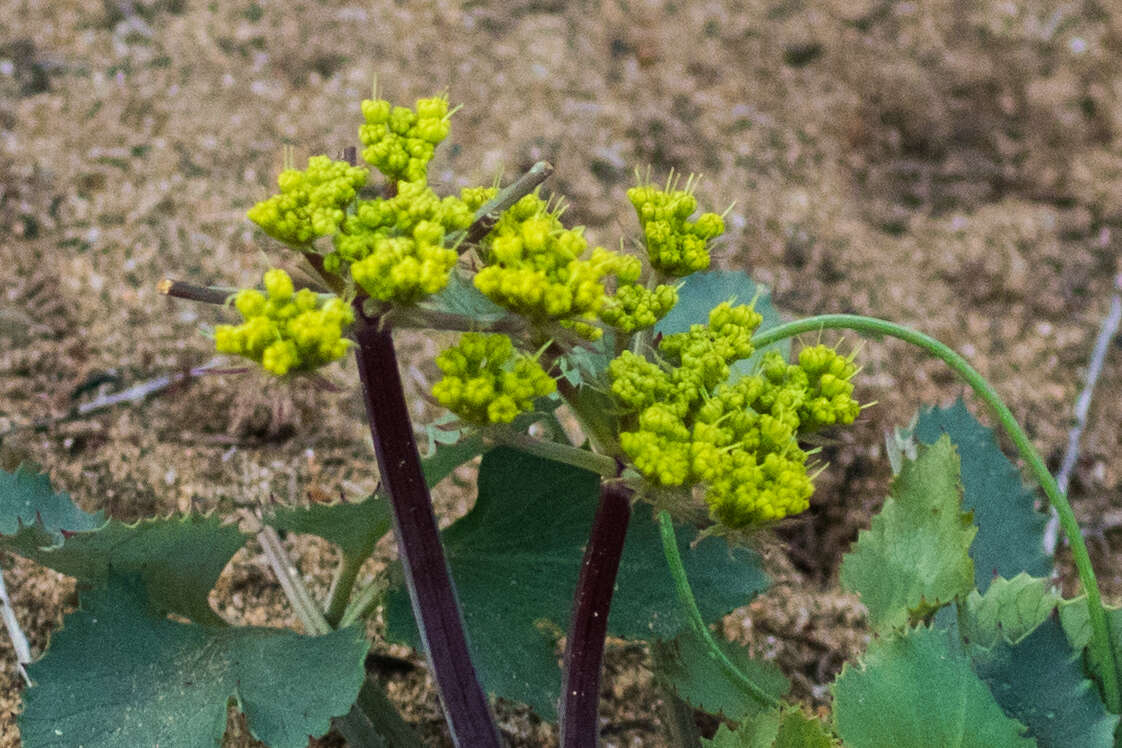 Image of shiny biscuitroot