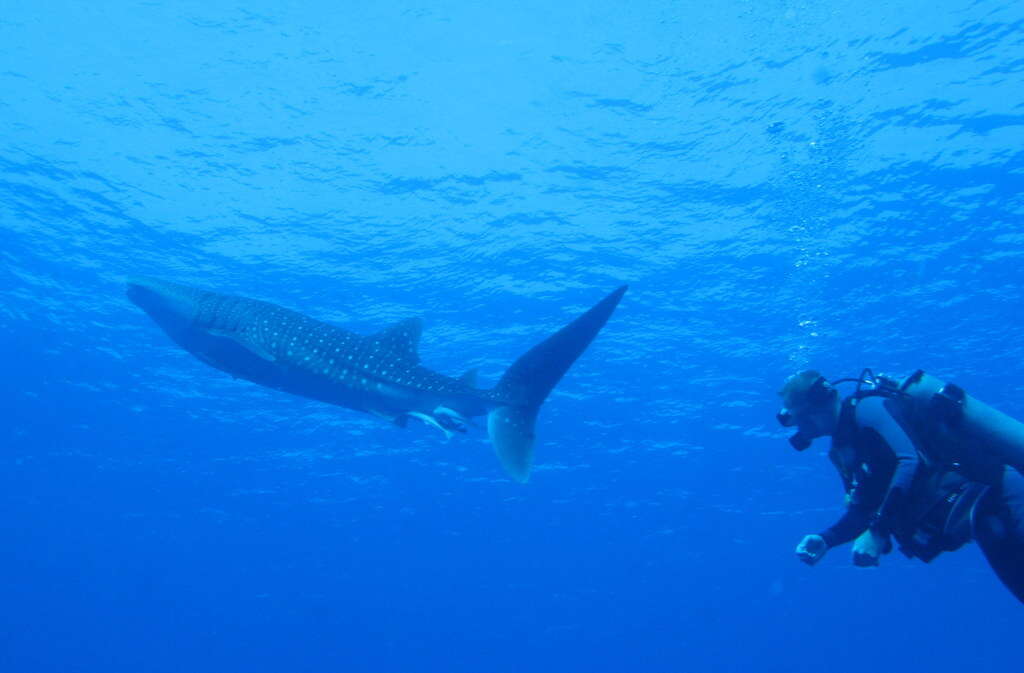 Image of whale sharks