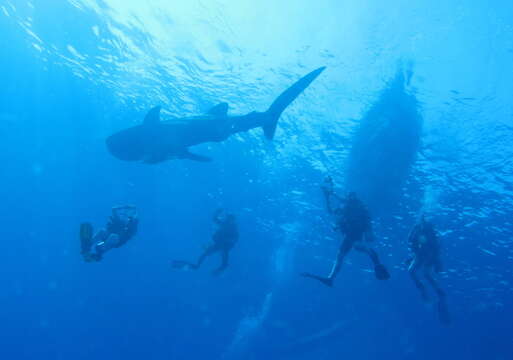 Image of Rhincodon