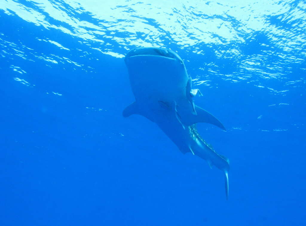 Image of whale sharks