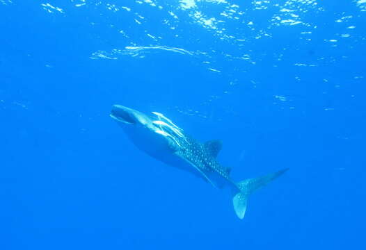 Image of Rhincodon