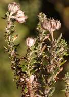Image of Metalasia confusa Pillans