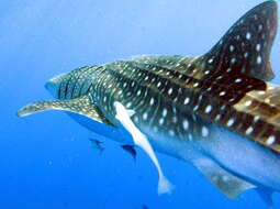 Image of whale sharks