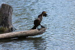 Plancia ëd Phalacrocorax auritus (Lesson & R 1831)