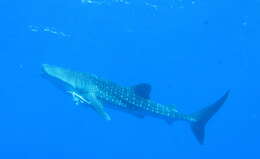 Image of whale sharks