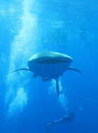 Image of whale sharks