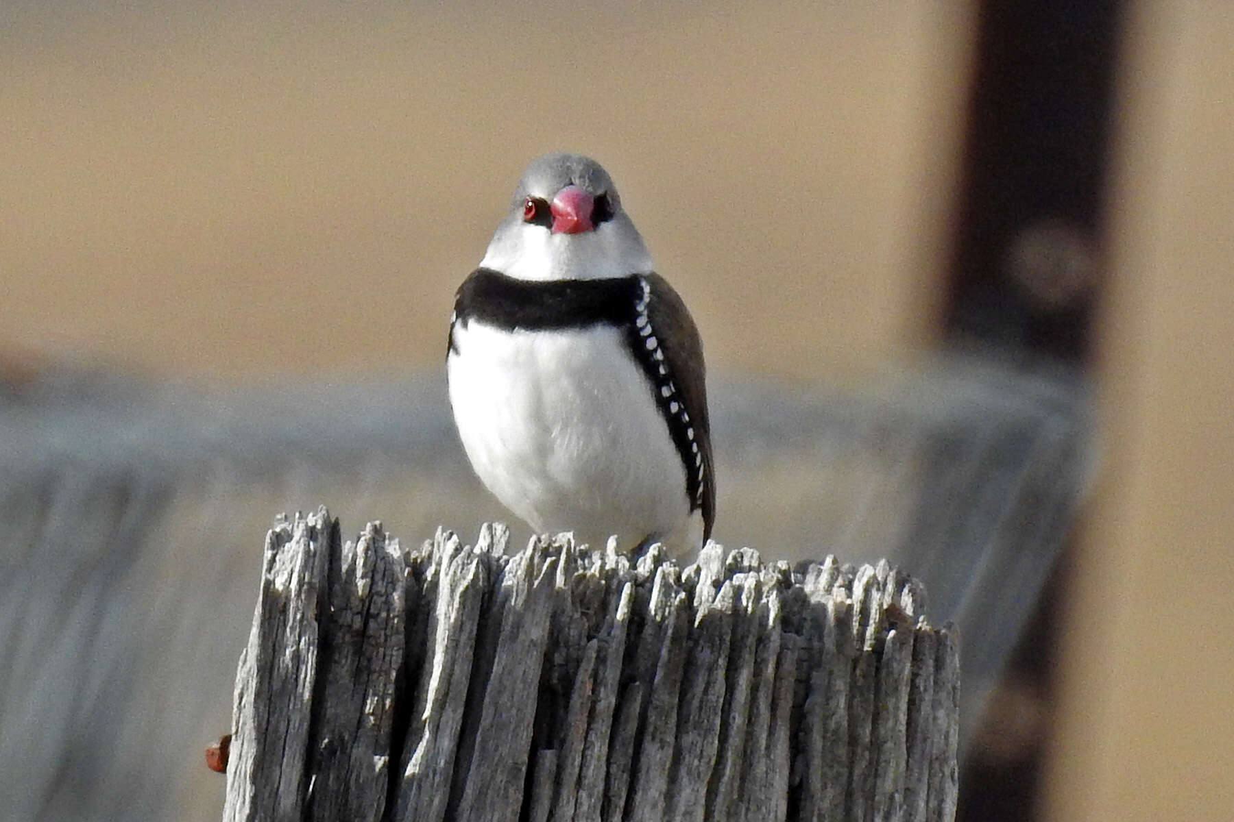 Image of Diamond Firetail