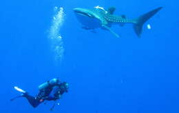 Image of whale sharks