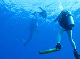 Image of whale sharks