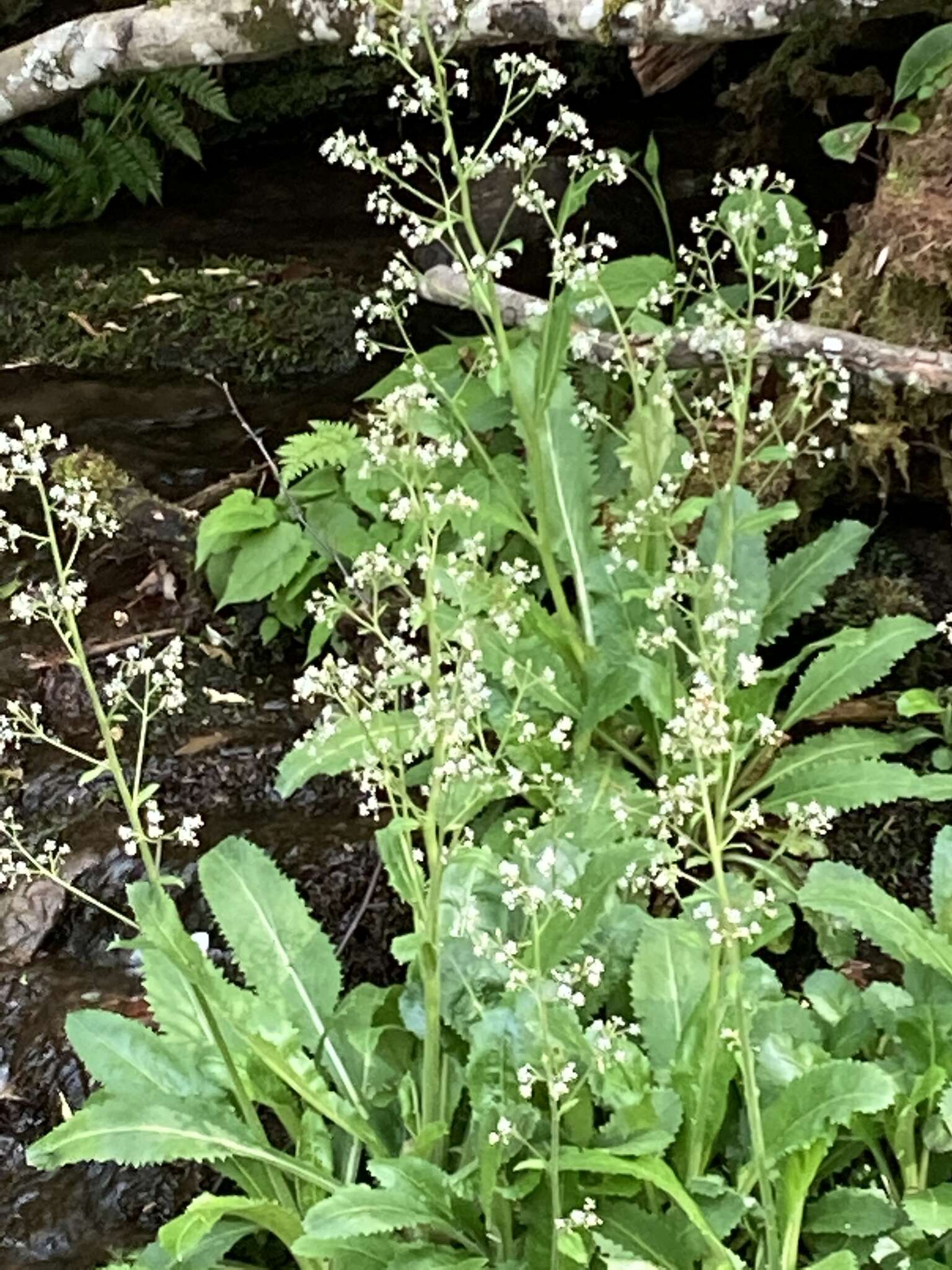 Image of Lettuce-Leaf Pseudosaxifrage