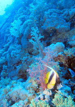 Image of Red Sea Bannerfish