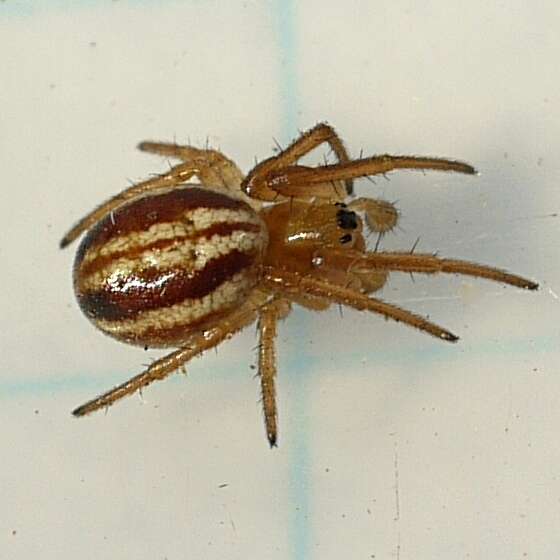 Image of Araneus pratensis (Emerton 1884)