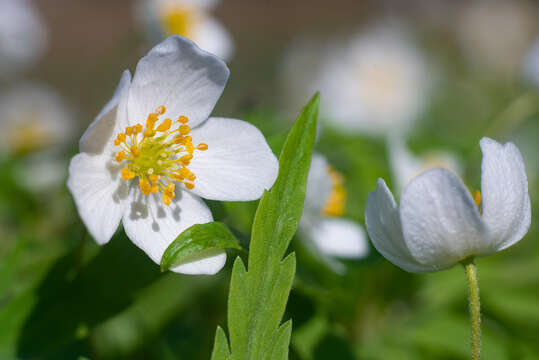 Image of Anemone caerulea DC.