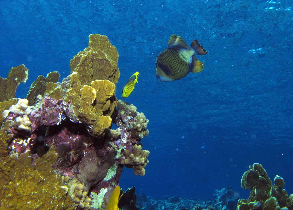 Image of Titan triggerfish