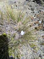 Image of Wahlenbergia pygmaea subsp. pygmaea