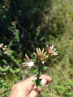 Image of Chromolaena bullata (Klatt) R. King & H. Rob.