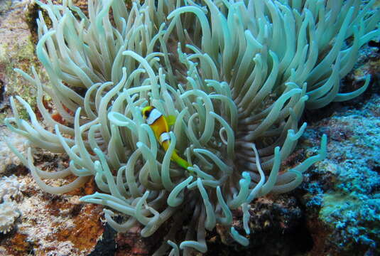 Image of Clownfish