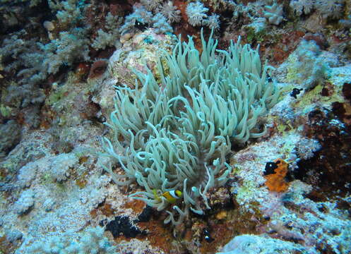 Image of Clownfish