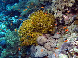 Image of Fire coral