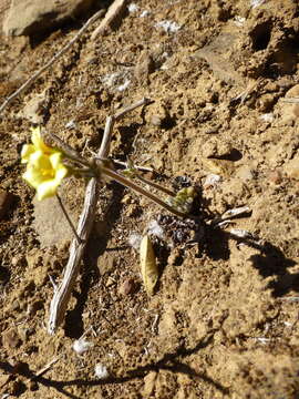 Image of Oxalis pes-caprae var. sericea (L. fil.) Salter