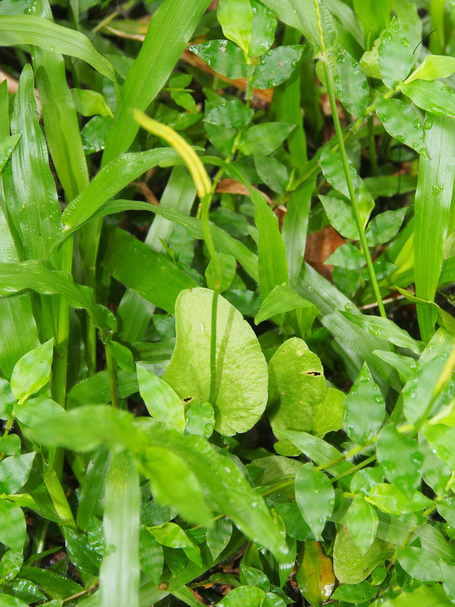 Image of Netted Adder's-Tongue