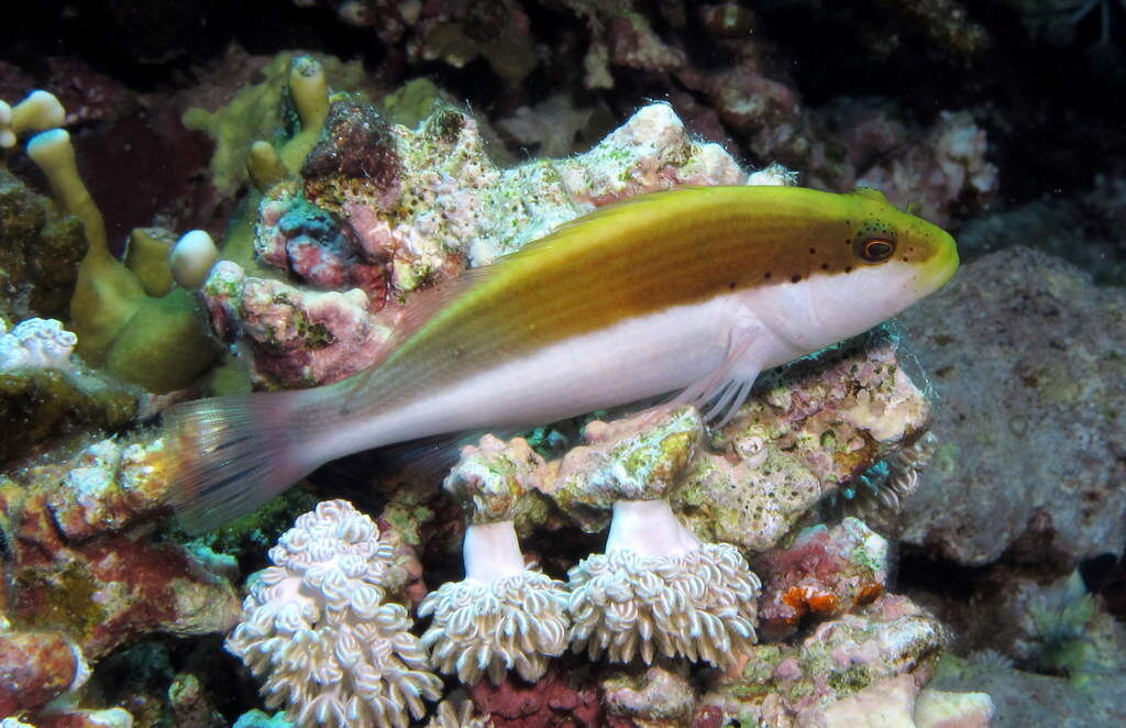 Image of Blackside Hawkfish