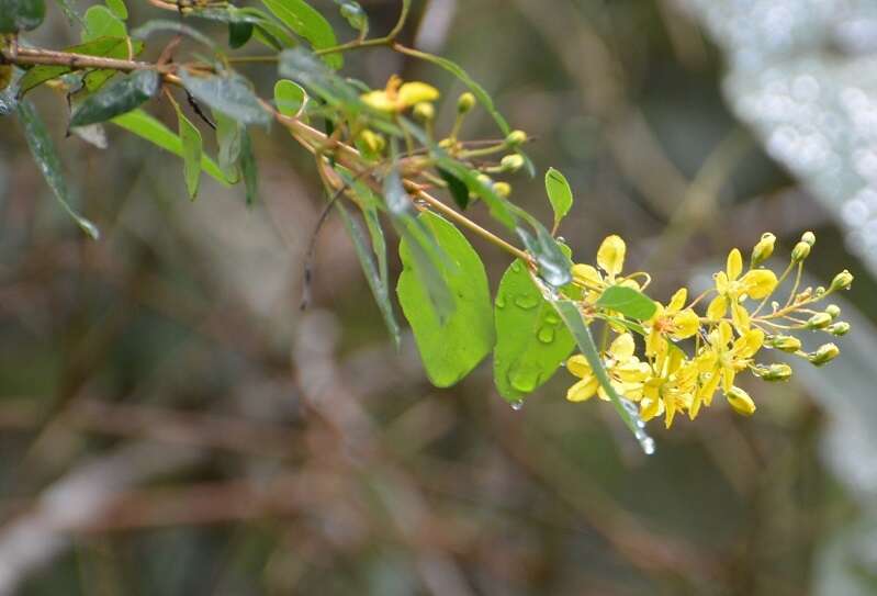 Image of Galphimia speciosa C. E. Anderson