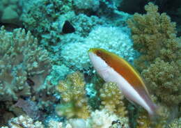 Image of Blackside Hawkfish