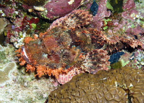 Image of Smallscale scorpionfish