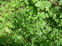 Image of Mountain Currant