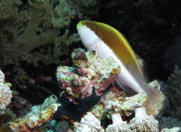 Image of Blackside Hawkfish