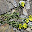 Sivun Alyssum montanum subsp. montanum kuva