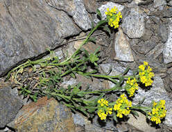 Sivun Alyssum montanum subsp. montanum kuva