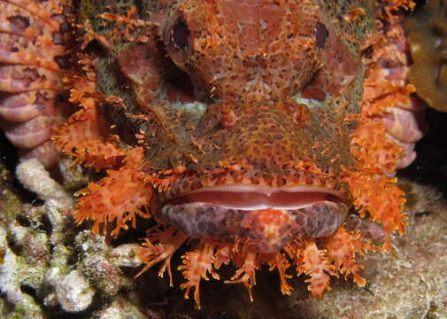 Image of Smallscale scorpionfish