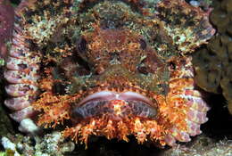 Image of Smallscale scorpionfish