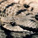 صورة Vipera aspis aspis (Linnaeus 1758)