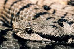 Image of Vipera aspis aspis (Linnaeus 1758)