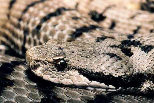 صورة Vipera aspis aspis (Linnaeus 1758)