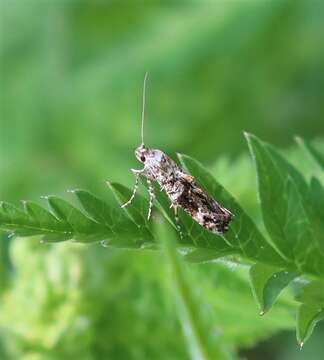 Image of Epermenia chaerophyllellus Goeze