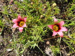 Image of Romulea eximia M. P. de Vos