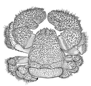 Image de Lomisoidea Bouvier 1895