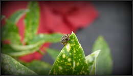 Image of Garden spider