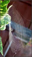 Image of Garden spider