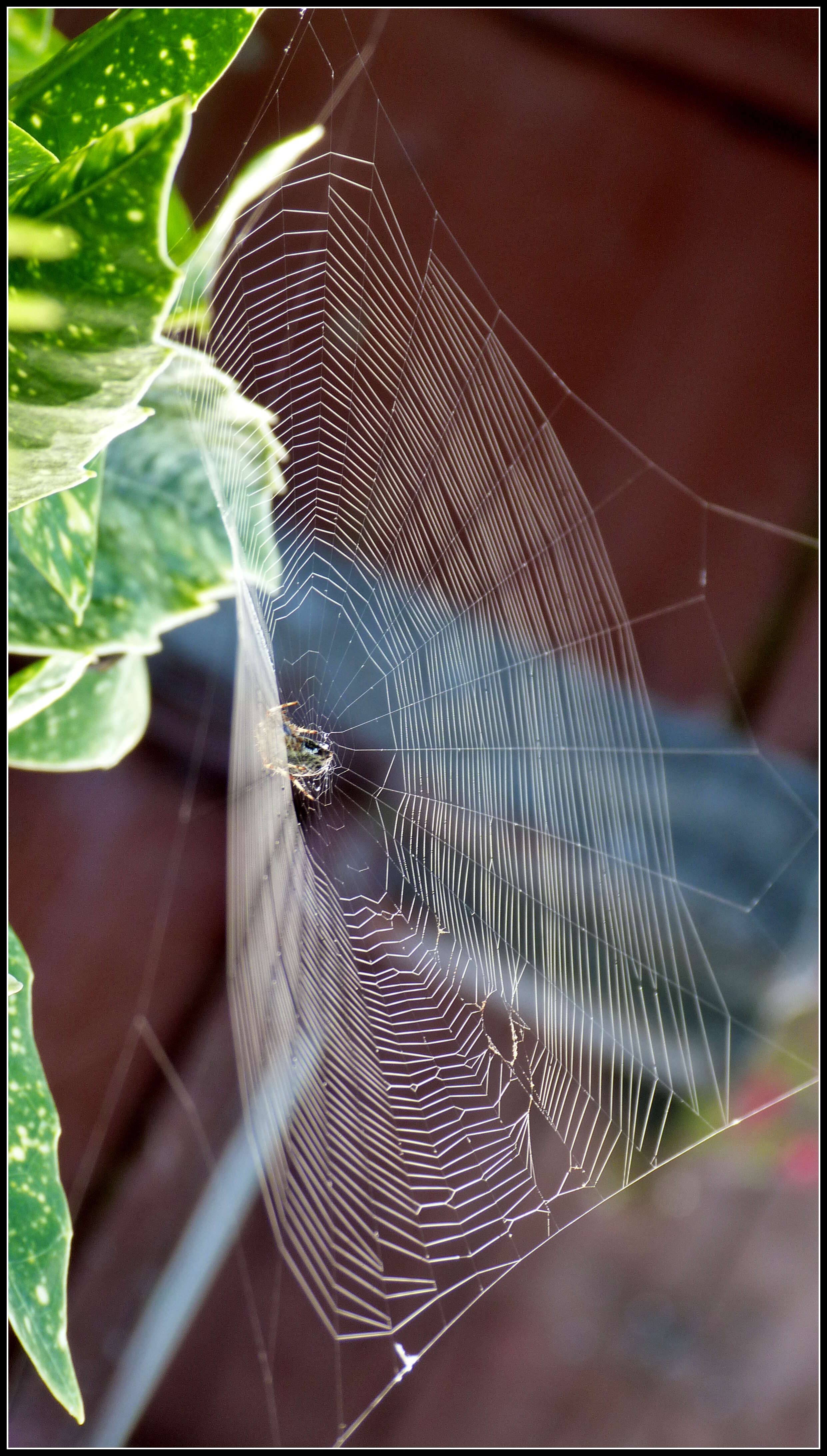 Image of Garden spider